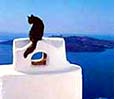 Volcanos View Villas Hotel - Santorini Island - Volcano View with Cat - Greece